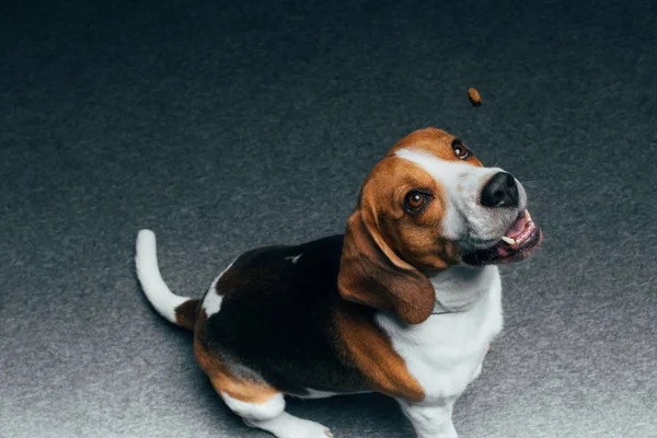 Adorable beagle chien assis sur le sol et levant les yeux — Photo de stock