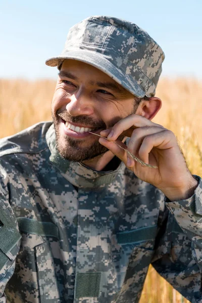 Soldado alegre en uniforme militar y gorra sosteniendo trigo cerca de los labios - foto de stock