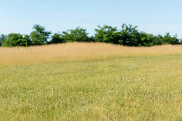 Selective focus of green grass and blue sky in summertime — Stock Photo