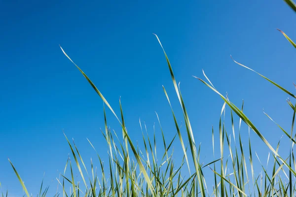 Зеленая и свежая трава против голубого неба в летнее время — стоковое фото