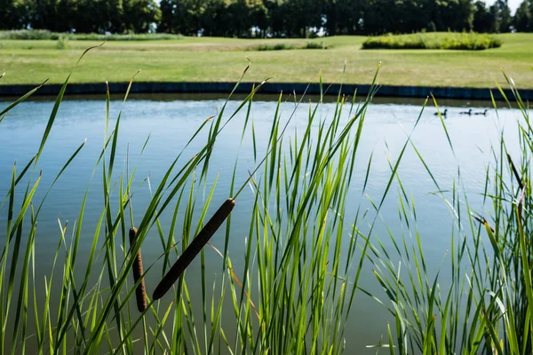 Foco seletivo de juncos perto do lago no parque verde — Fotografia de Stock