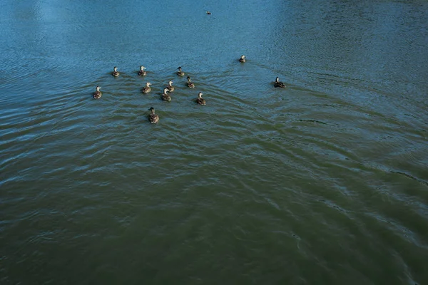 Bandada de gansos salvajes nadando en el lago en verano - foto de stock
