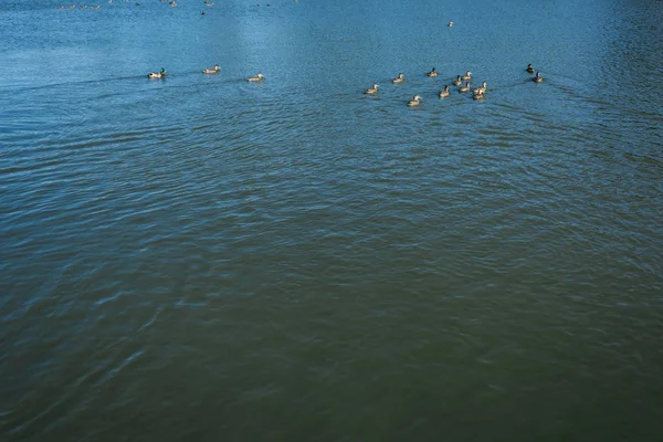 Flock of wild ducks swimming in lake in summertime — Stock Photo