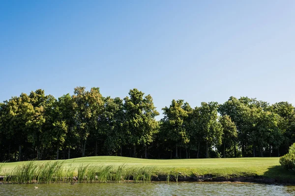 Grünes Gras und Bäume am Teich und blauer Himmel im Sommer — Stockfoto