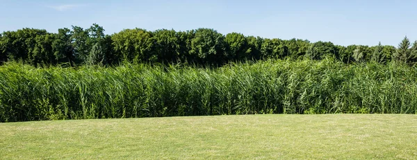 Tiro panorâmico de árvores e plantas com folhas verdes perto de grama no parque — Fotografia de Stock