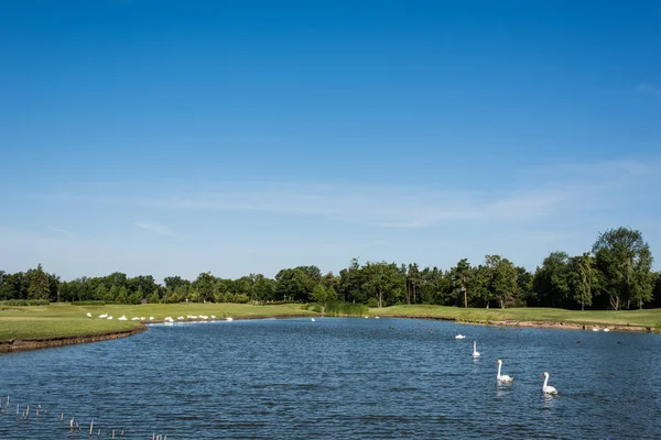 Troupeau de cygnes blancs nageant dans le lac près du parc verdoyant — Photo de stock