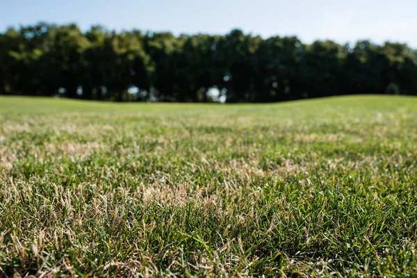 Selective focus of green grass in park in summertime — Stock Photo