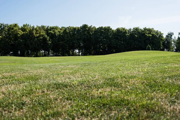Selective focus of trees near green grass in park in summertime — Stock Photo