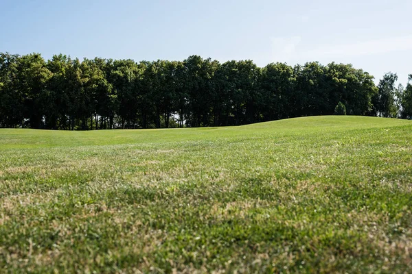 Foyer sélectif des arbres près de l'herbe verte dans le parc en été — Photo de stock