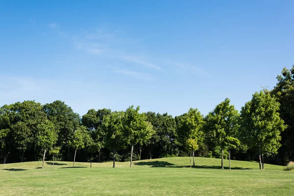 Alberi con foglie verdi su erba verde contro il cielo blu nel parco — Foto stock