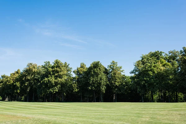 Selective focus of trees with green leaves on grass against blue sky in park — Stock Photo