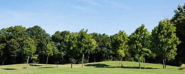 Tiro panorâmico de árvores com folhas verdes na grama verde contra o céu azul no parque — Fotografia de Stock