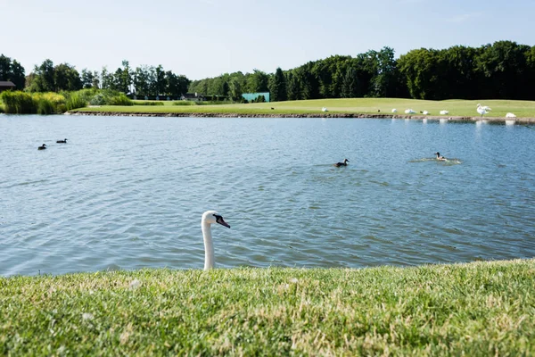 Focus selettivo di cigni bianchi che nuotano nel lago — Foto stock