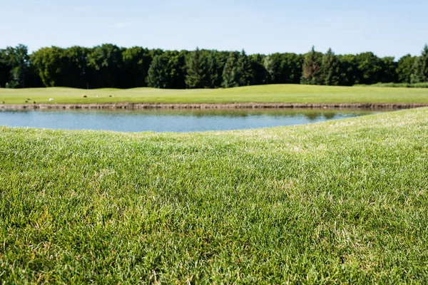 Selective focus of green grass near pond in park in summertime — Stock Photo