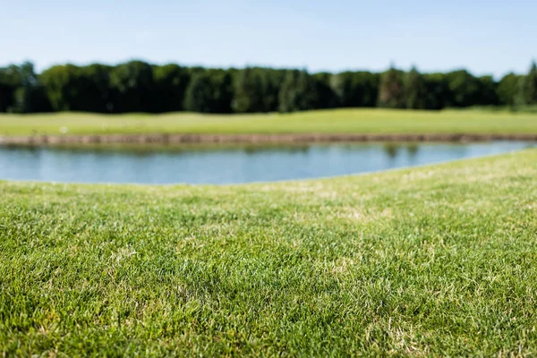 Grünes Gras am Teich im Park im Sommer selektiv im Fokus — Stockfoto