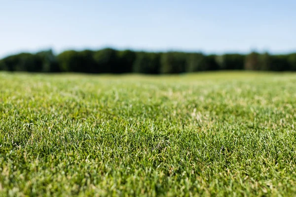 Selective focus of green fresh grass in summertime — Stock Photo