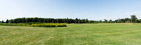 Панорамный снимок голубого неба в зеленом парке с деревьями в летнее время — стоковое фото