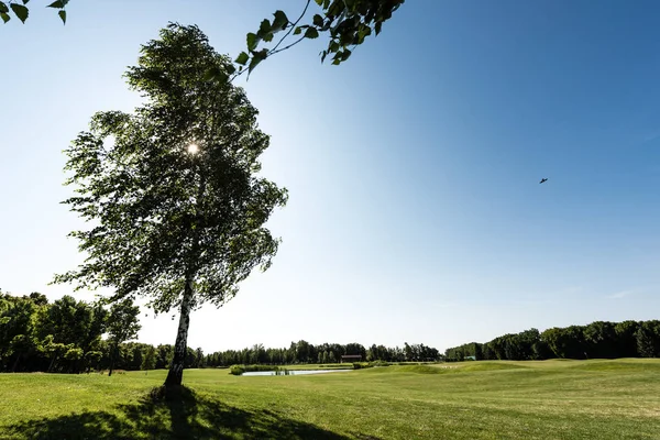 Fuoco selettivo di albero con foglie verdi su erba in parco contro cielo azzurro — Foto stock