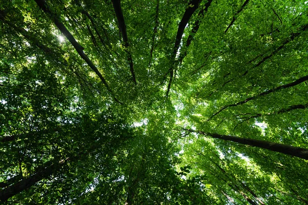 Bottom view of trees with green and fresh leaves in summertime — Stock Photo