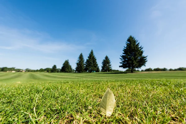 Selective focus of leaf on green and fresh grass in park — Stock Photo