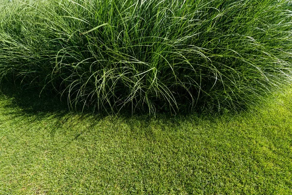 Selective focus of fresh and green grass in summertime — Stock Photo