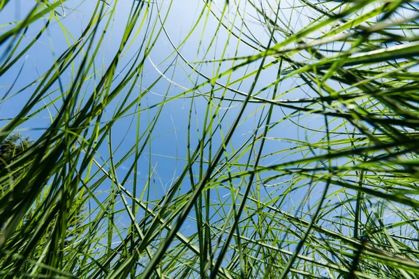 Blick von unten auf grünes und frisches Gras im Park — Stockfoto