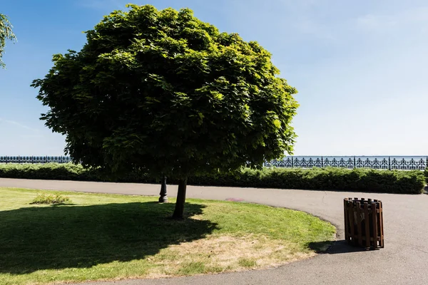 Grünes Laub an Baum in der Nähe von Holzmülltonne im Park — Stockfoto