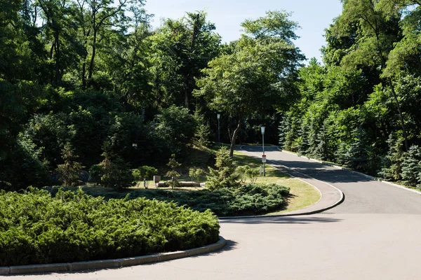 Зеленый парк с листьями на деревьях в летнее время — стоковое фото