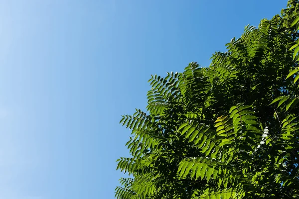 Vista inferior de hojas verdes en el árbol contra el cielo azul - foto de stock