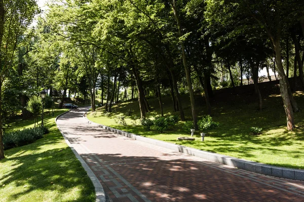 Тіні і прогулянка біля дерев з зеленим листям в парку — стокове фото