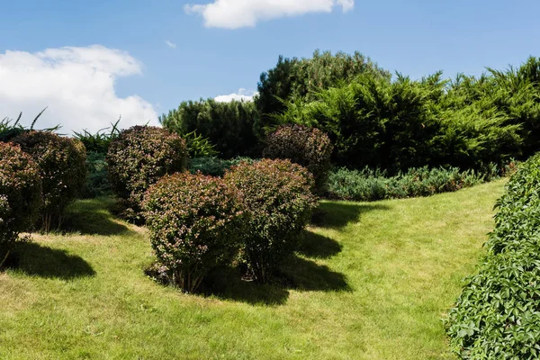 Green bushes near plants and trees in summertime — Stock Photo