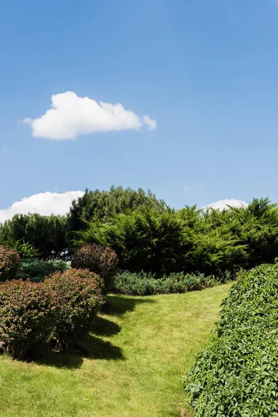 Зелені кущі на траві біля рослин і дерев влітку — стокове фото