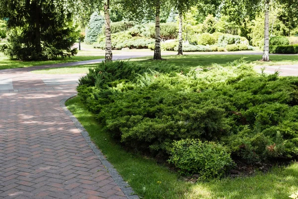 Walkway near green bushes and trees with leaves in summertime — Stock Photo