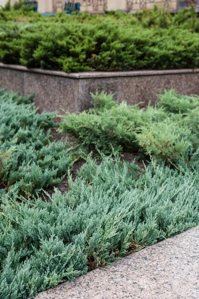 Selective focus of green and fresh conifer plants — Stock Photo