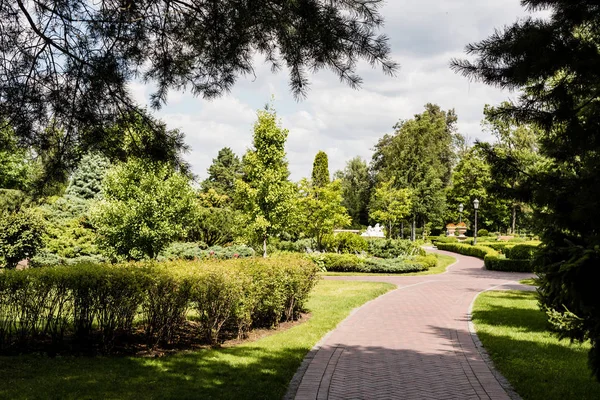 Selective focus of pine trees near bushes and walkway — Stock Photo