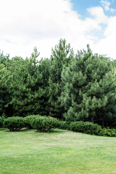 Green bushes and trees with leaves against blue sky with clouds — Stock Photo