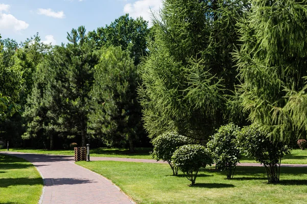 Hojas verdes y frescas en árboles y arbustos cerca de la pasarela en el parque - foto de stock