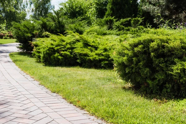 Foglie fresche verdi su cespugli e alberi vicino a passerella nel parco — Foto stock