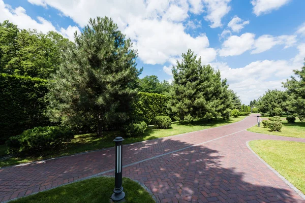 Fir trees on green grass near walkway with shadows in summer — Stock Photo