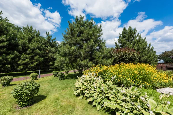 Focus selettivo di erba verde con cespugli e alberi nel parco — Foto stock