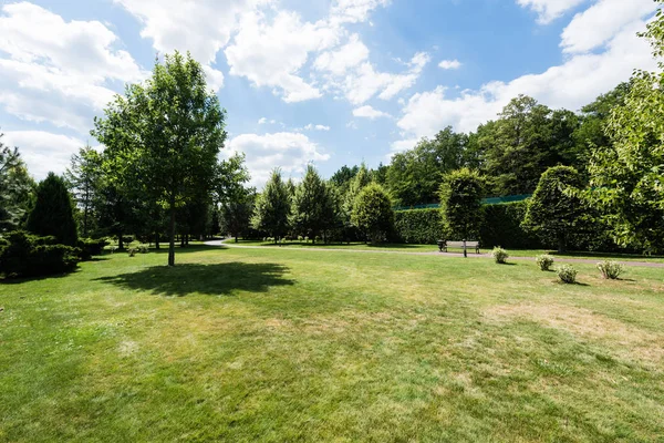 Sombras en la hierba cerca de árboles verdes y pequeños arbustos en el parque - foto de stock