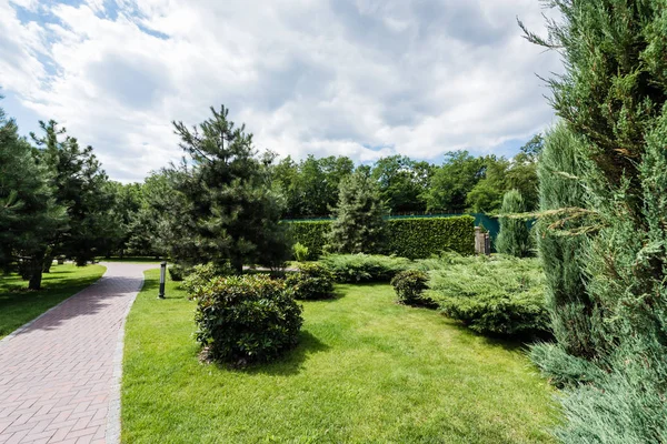 Selective focus of fir tree near bushes and plants on green grass — Stock Photo