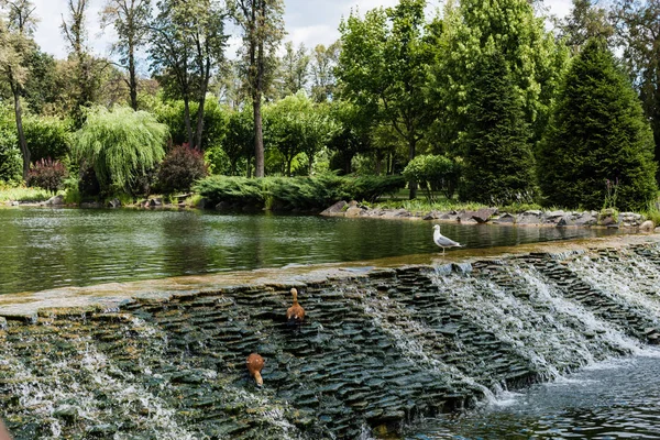 Чайки, стоящие на камнях возле текущей воды в зеленом парке — стоковое фото