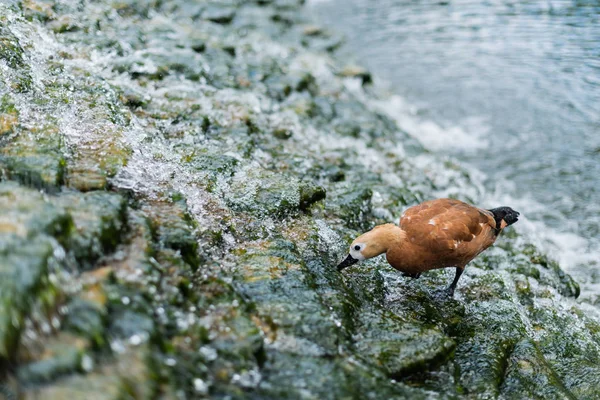 Enfoque selectivo de la gaviota de pie sobre piedras en el río con agua corriente - foto de stock