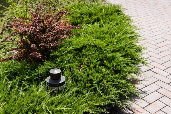 Plantes de conifères vertes près de la lampe de plein air et passerelle — Photo de stock