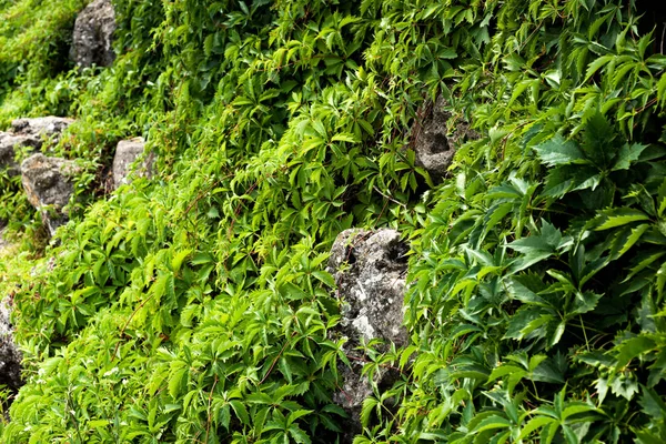 Селективный фокус зеленых свежих листьев на растениях вблизи камней — стоковое фото