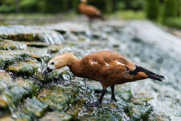 Fuoco selettivo di uccelli selvatici in piedi su pietre in fiume con acqua corrente — Foto stock