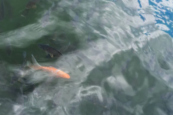 Goldfische schwimmen im Teich mit dunklen Fischen im Sommer — Stockfoto