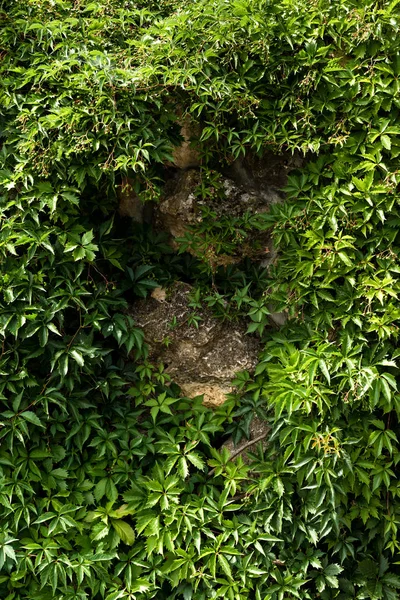 Foglie fresche verdi su pianta vicino a pietre in estate — Foto stock