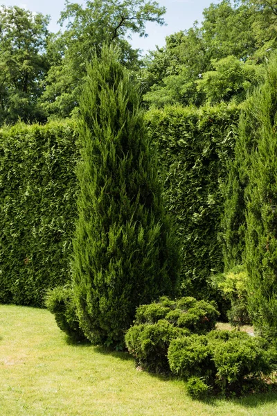 Abete verde vicino a cespugli e piante su erba in parco — Foto stock